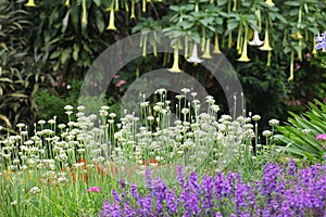 Colorful bed of perennial and herbaceous plants in English cottage and country style garden photo