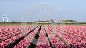 A colorful bed of pink Dutch tulips.