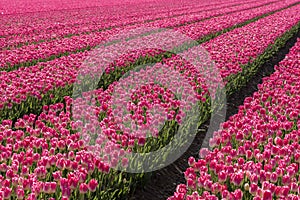 A colorful bed of pink Dutch tulips.