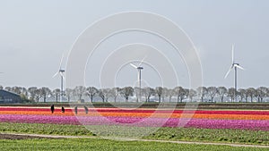 A colorful bed of pink, red, and cream Dutch tulips.