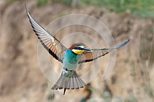 Colorful bee eater in flight Merops apiaster flying