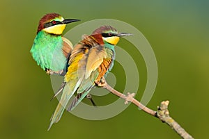 Colorful bee eaters sitting on a branch