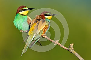 Colorful bee eaters sitting on a branch photo