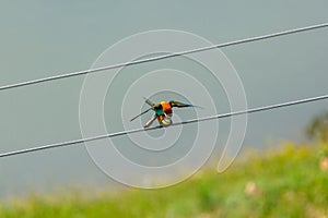 Colorful bee eaters on a string, danube delta