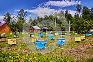 Colorful bee hives in a forest apiary