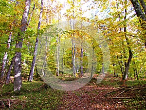 Colorful beech and sessile oak forest in orange autumn colors