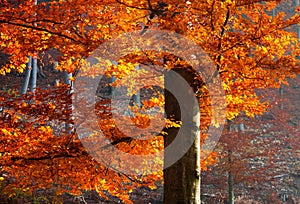 Colorful beech tree