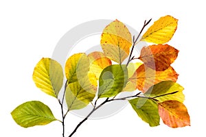 Colorful beech tree leaves isolated on white