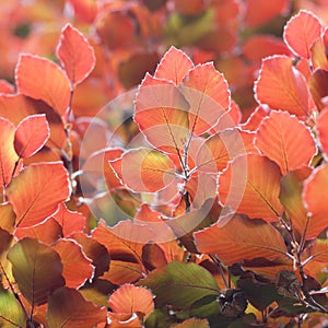 Colorful beech tree leaves