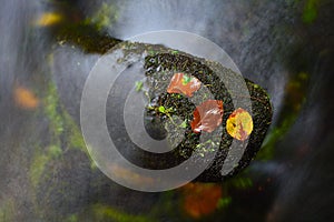 Colorful beeches and aspen leaves on mossy stone in fall mountain stream