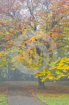 Colorful beechtree and mist in fall