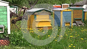 Colorful beehive group in old farm garden