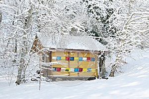 Colorful beehive in the winter