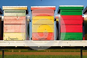 Colorful beehives with domesticated honeybees in flight