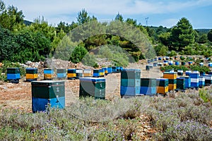 Colorato alveare alberi grecia 