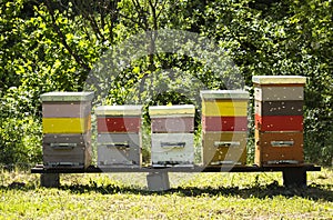 Colorful beehives and flying bees in apiary near acacia forest. Natural backround.  Apiculture concept