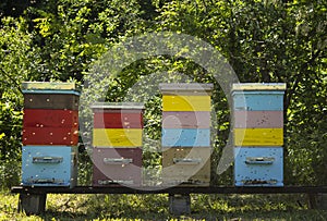 Colorful beehives and flying bees in apiary near acacia forest. Natural backround.  Apiculture concept