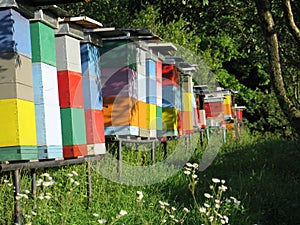 Colorful beehives on forest glade