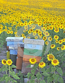 Colorful beehives among sunflowers