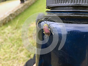 Colorful Beetle