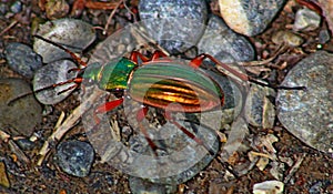 A colorful Beetle crossing a small forest path