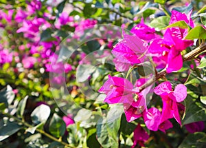 Colorful Begonville flowers in sunny day