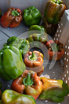 Colorful bell peppers in a plastic crate