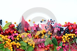 Colorful berries and leaves on white