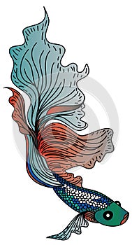 colorful Betta fish vector.beautiful Fighting fish.