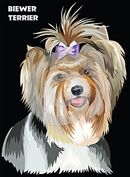 Colorful Biewer terrier vector image