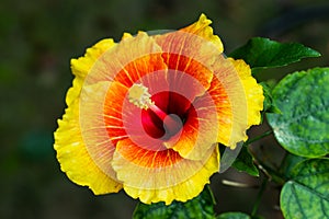 Colorful big joba flower or Hibiscus rosa-sinensis from china