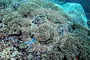 Colorful big live blue sea star lays in the middle of coral reef, close to Elkhorn and foliose corals, tropical sea of Indonesia,