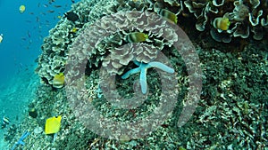 Colorful big live light blue sea star lays at side of coral reef under foliose corals, few yellow Reef Butterfly fishes tropical