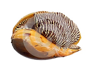 Colorful big sea shell