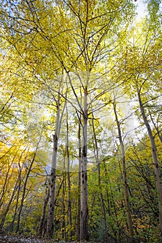 Colorful birch trees