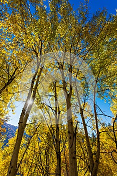 Colorful birch trees