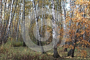 Colorful birch trees in autumn on a Sunny day