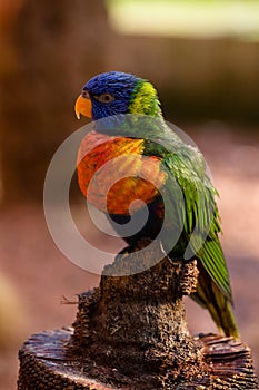 Colorful bird