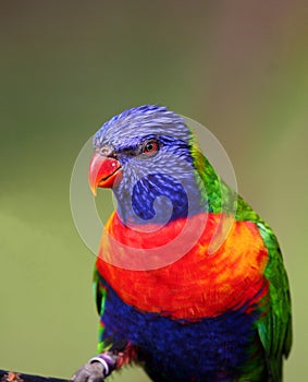 Colorful bird