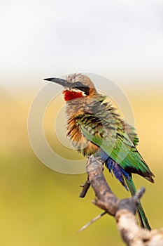 Colorful bird in Botswana