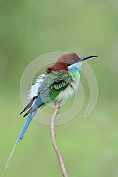 Colorful bird calmly perching on thin branch over fine green background in nature, blue-throated bee-eater