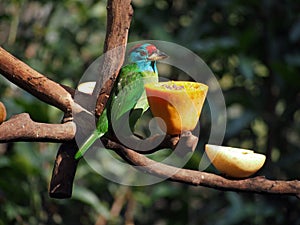 Colorful bird eating papaya