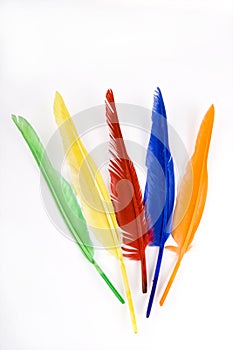 Colorful bird feathers