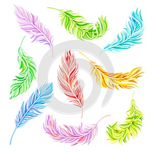 Colorful Bird Feathers as Avian Plumage Vector Set