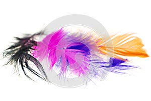 Colorful bird feathers on a white background close-ups