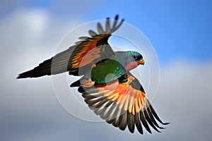 colorful bird in flight, its wingspan visible against the sky