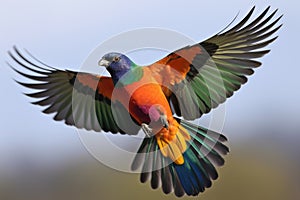 colorful bird in flight, its wingspan visible against the sky