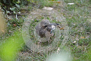 Colorful bird found food and ate on the grass