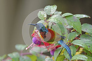 Colorful bird (Green-tailed Sunbird) perching on flower
