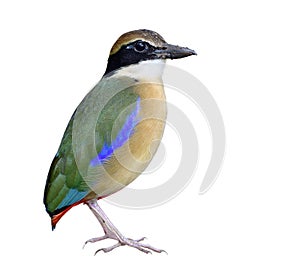 Colorful bird with green wings, blue and white marks,red vent and black mask and dirty beaks isolated on white background